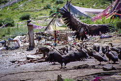 Tibet06---R23a---032.jpg Tibet06---R23a---032.jpg