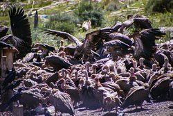 Tibet06---R24a---009.jpg Tibet06---R24a---009.jpg